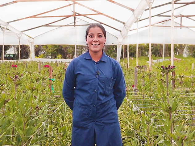 Grandir avec nos clients : Alstroemerias de Colombie