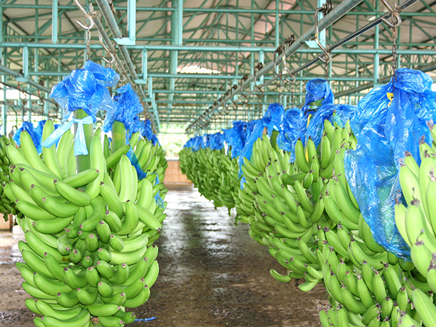 Expédition de bananes : Expédition de fret maritime