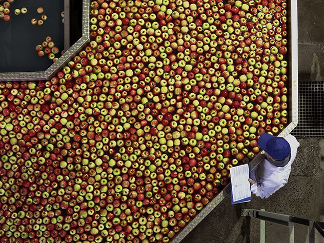 Transport de pommes en « Conditionnement Froid »